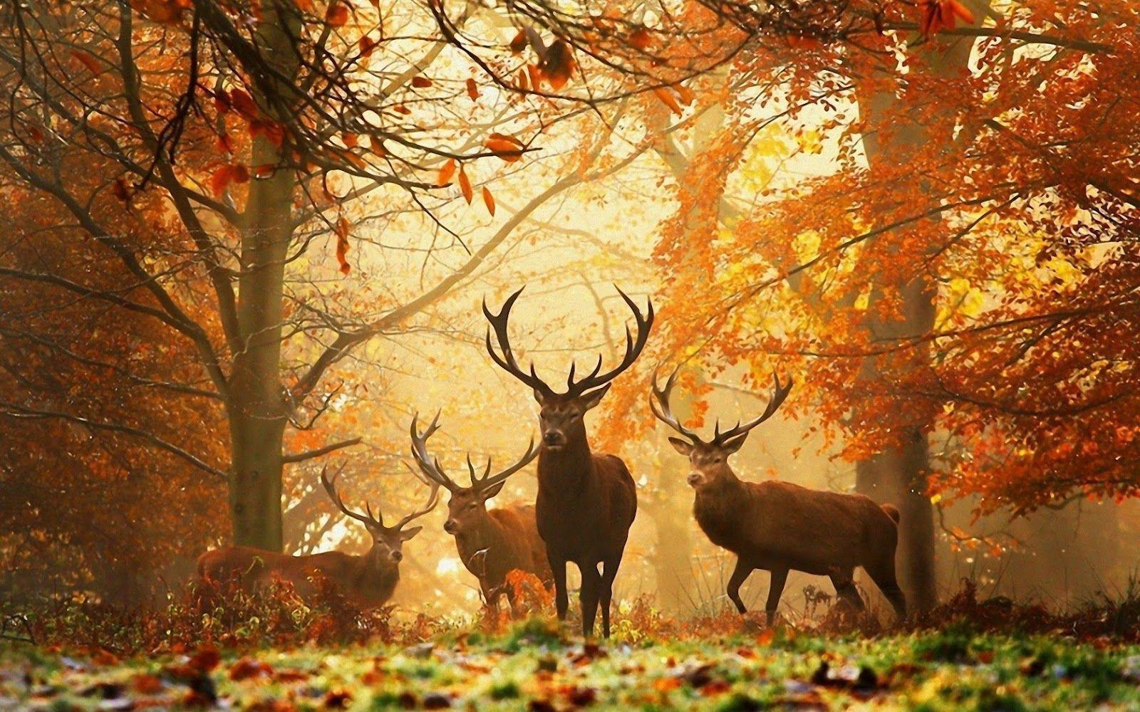 Deer Herd in Forest Autumn HD Nature Wallpaper