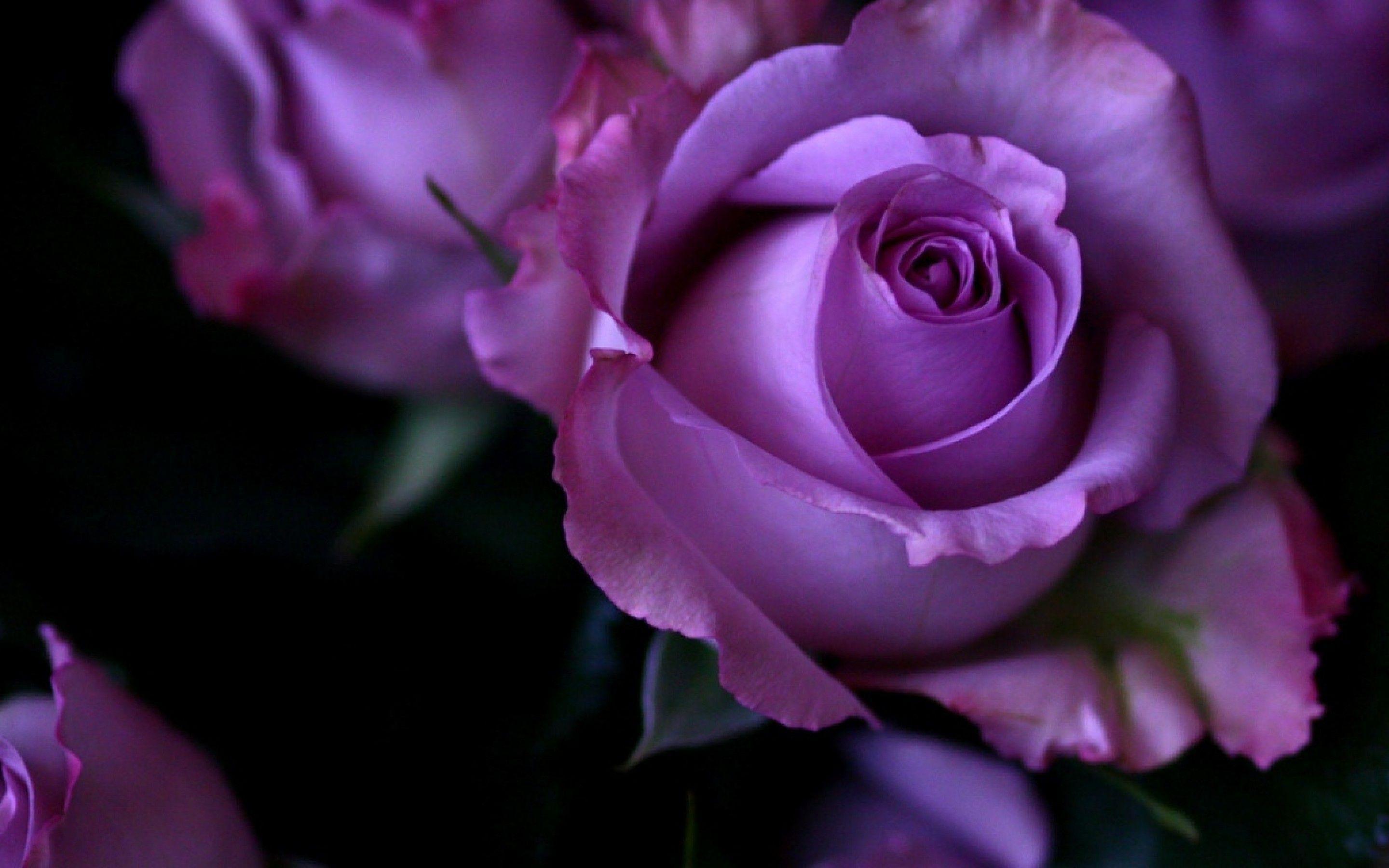 Wallpapers Of Purple Rose Flowers Widescreen 2 HD Wallpapers