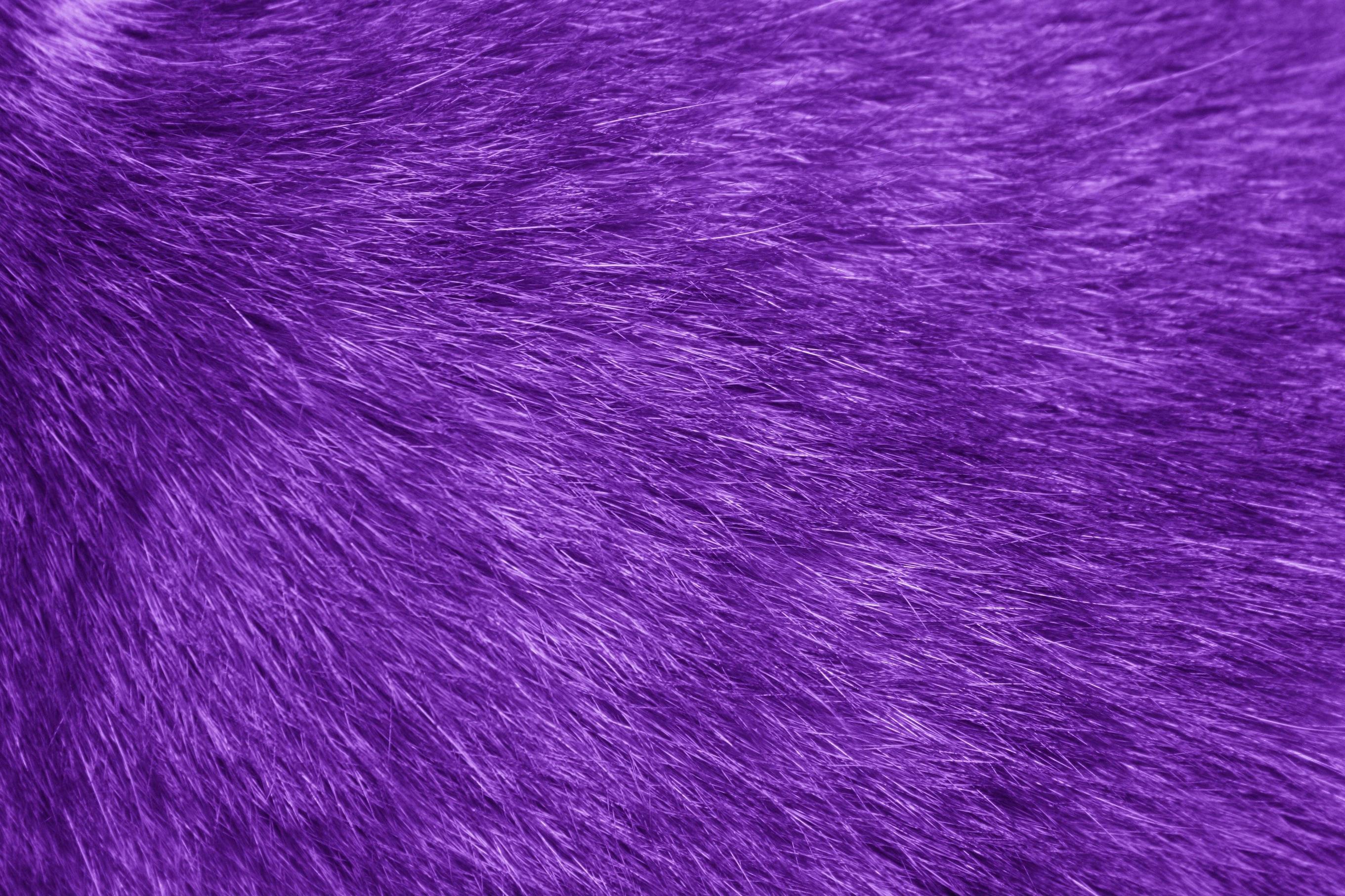 Fur Texture Purple Picture. Free Photograph. Photo Public Domain