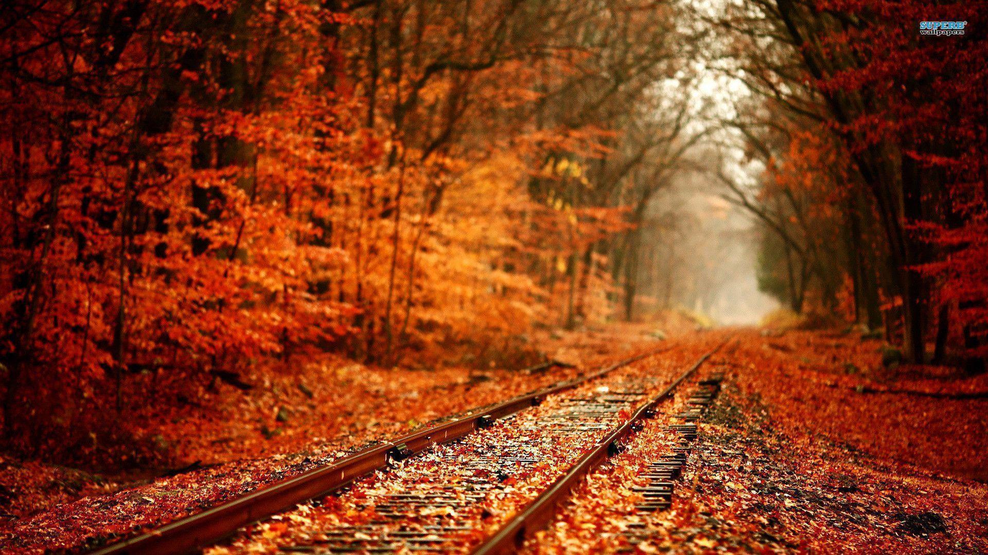 Railway in Autumn wallpaper wallpaper - #