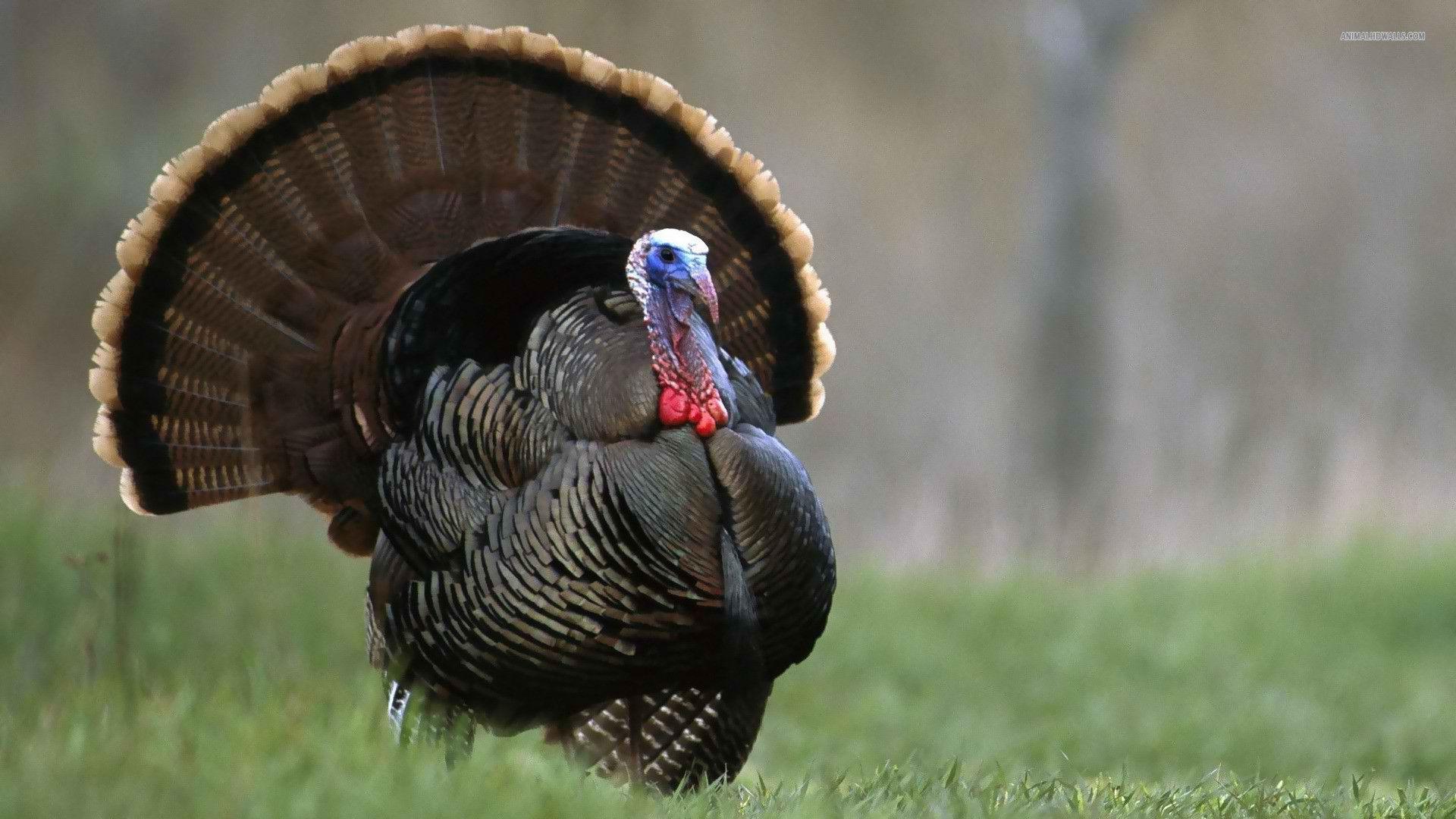 turkey backgrounds