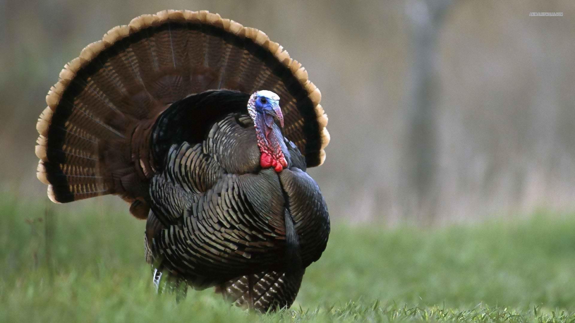 wild turkey wallpaper