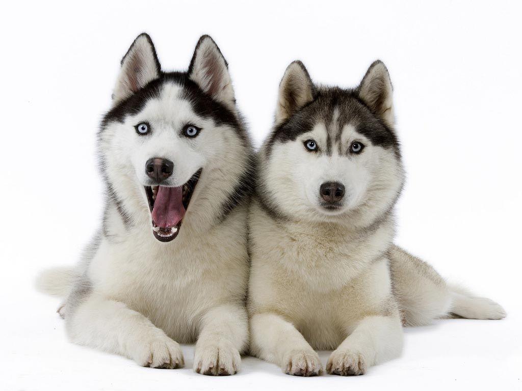 Wallpapers For > White Siberian Husky Wallpapers