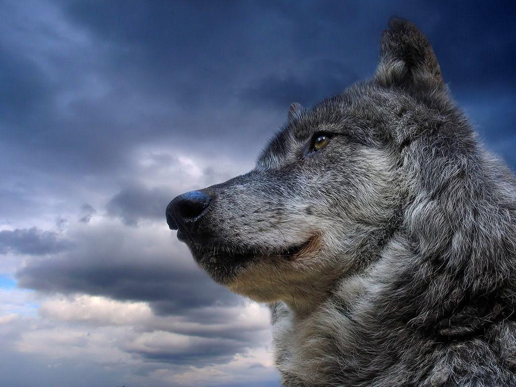 Beautiful Grey Wolf Wallpaper Wolves