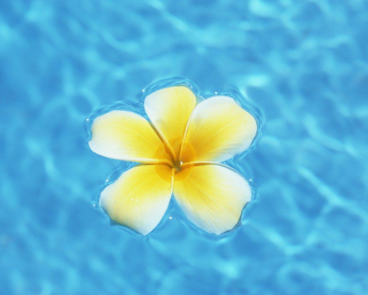 Hawaiian Flowers On The Beach Wallpaper Image & Picture