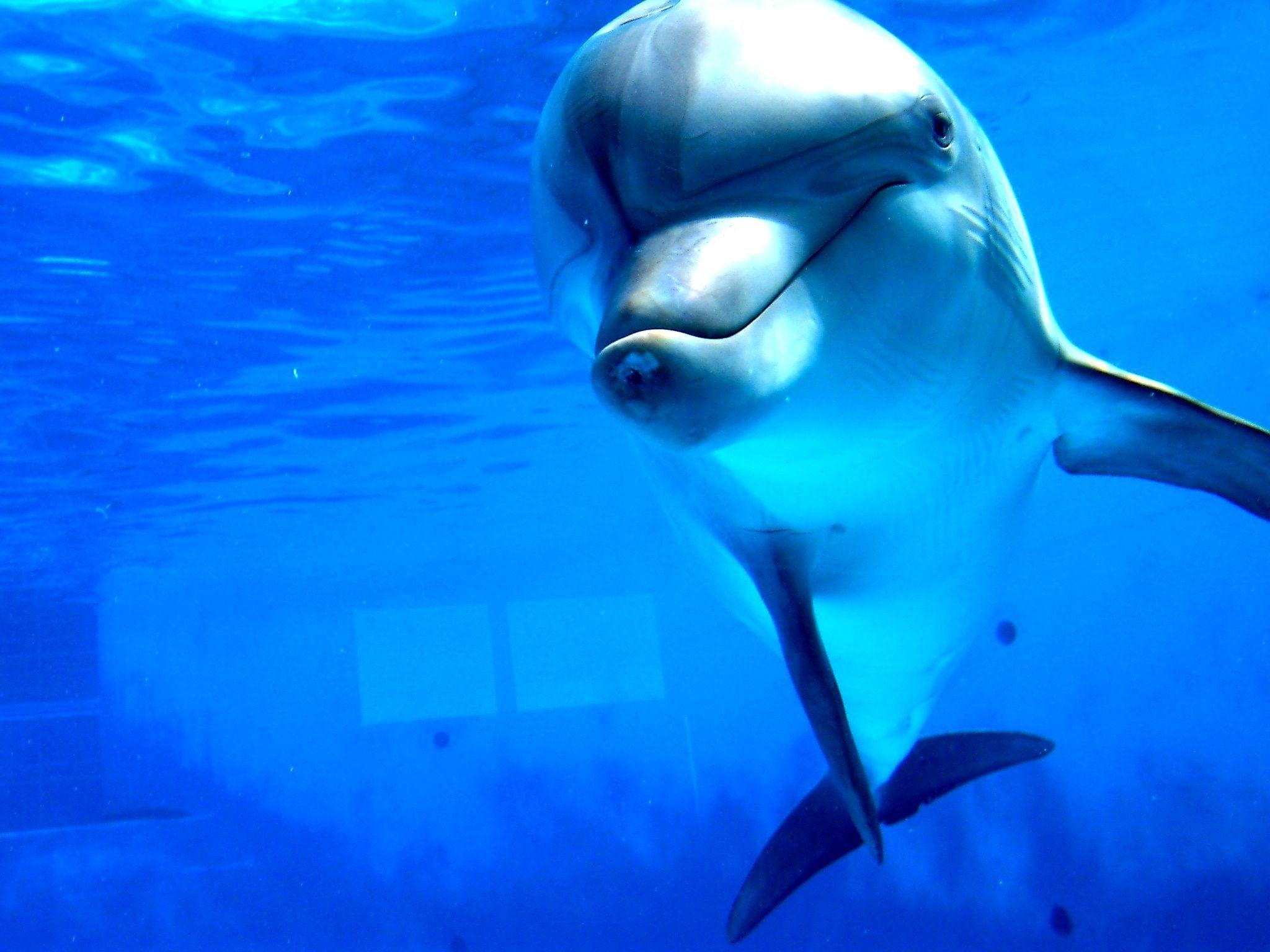 Dolphin Wallpaper HD. fbpapa