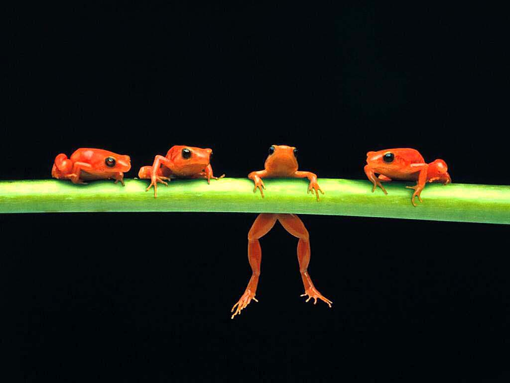 green frogs