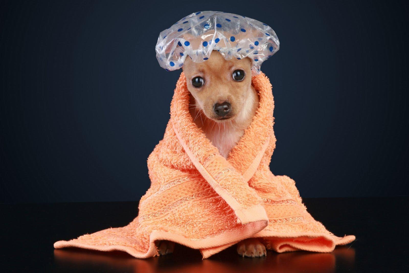 Puppy cute corgi puppy in towel free download wallpaper new 2014
