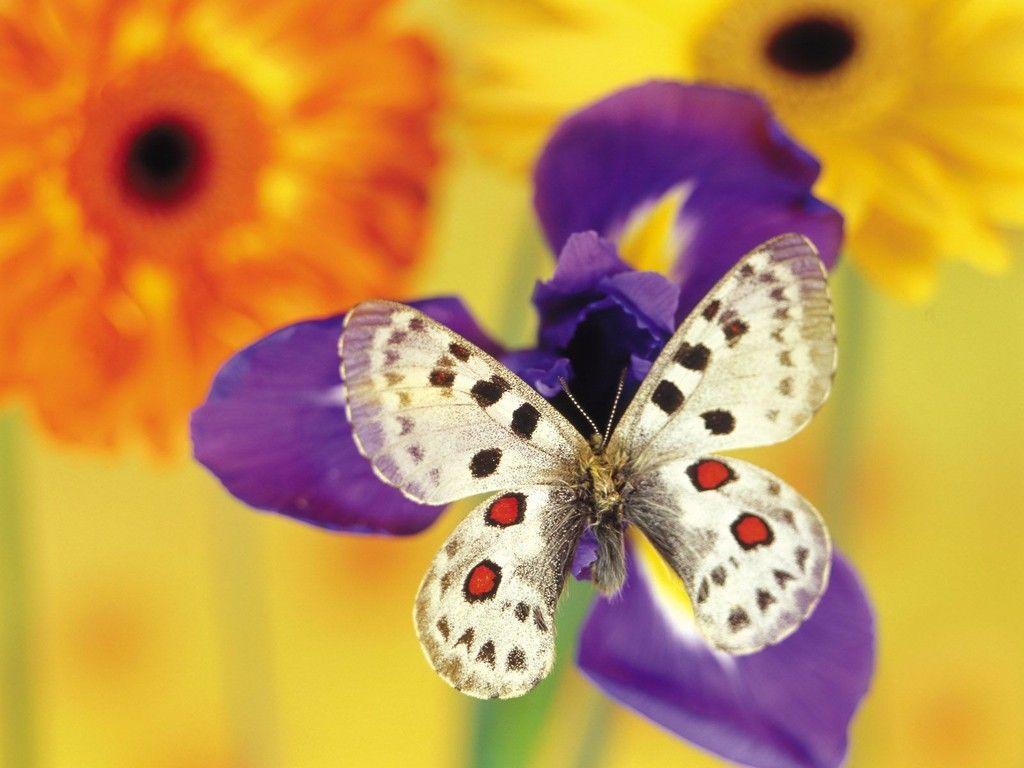 Desktop Wallpaper · Gallery · Nature · Butterfly background