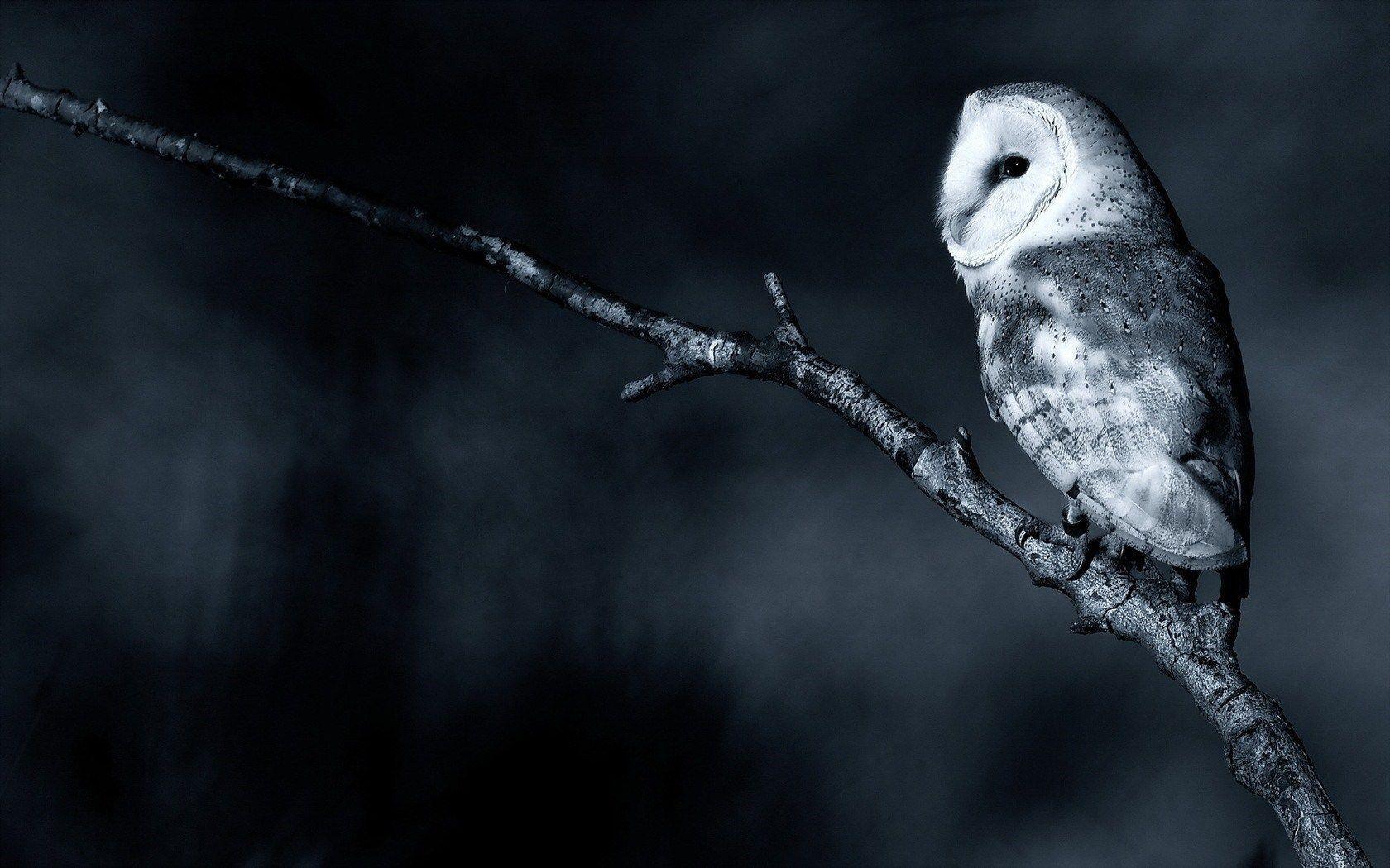 Nature Forest Branch Owl Bird HD Wallpaper