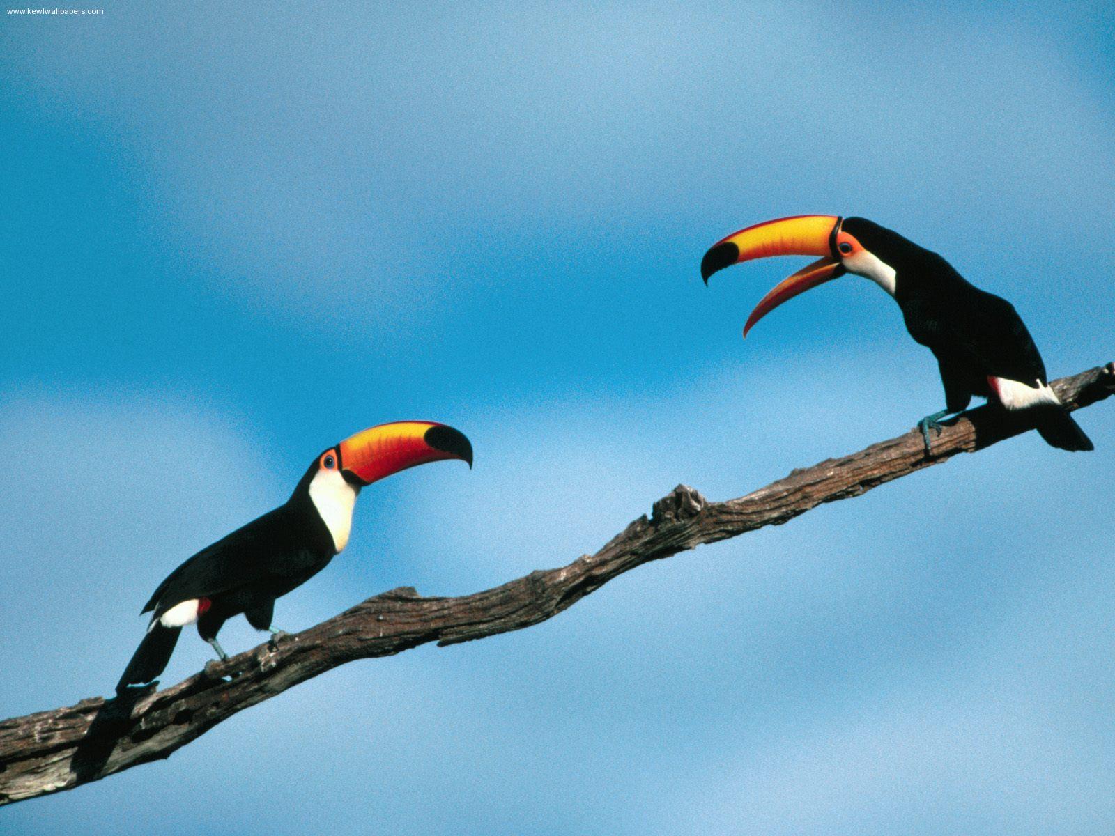 Pete and Repeat Toco Toucans Wallpaper Wallpaper 2975