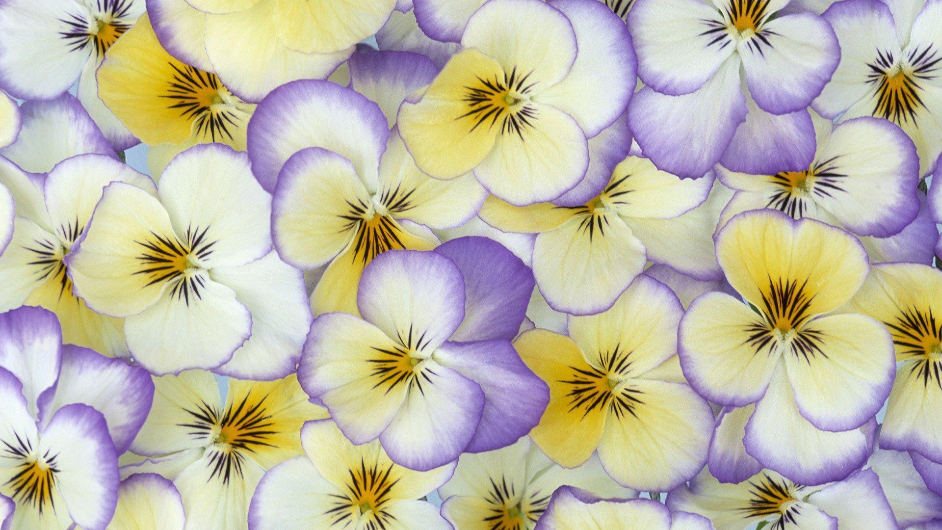 image For > Pansy Flower Wallpaper