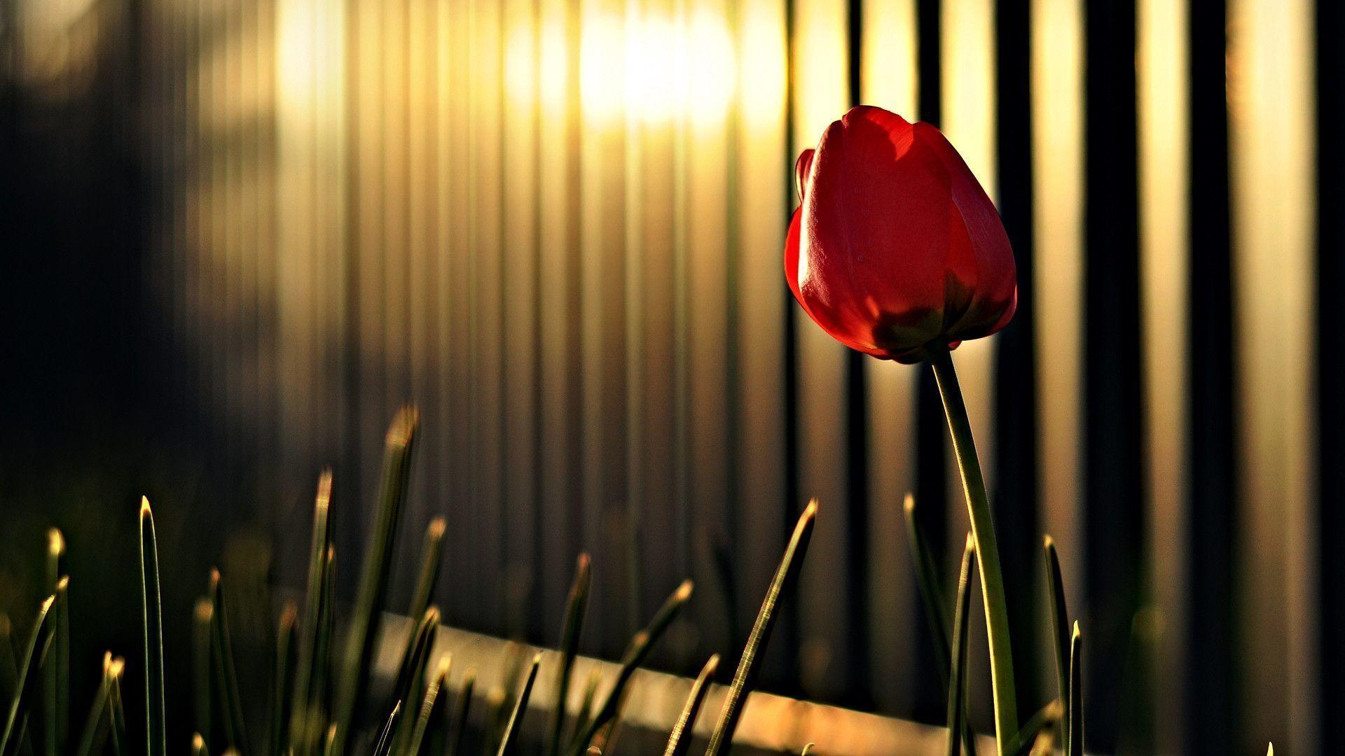 Red Tulip HD wallpaper « Wallpaper HD