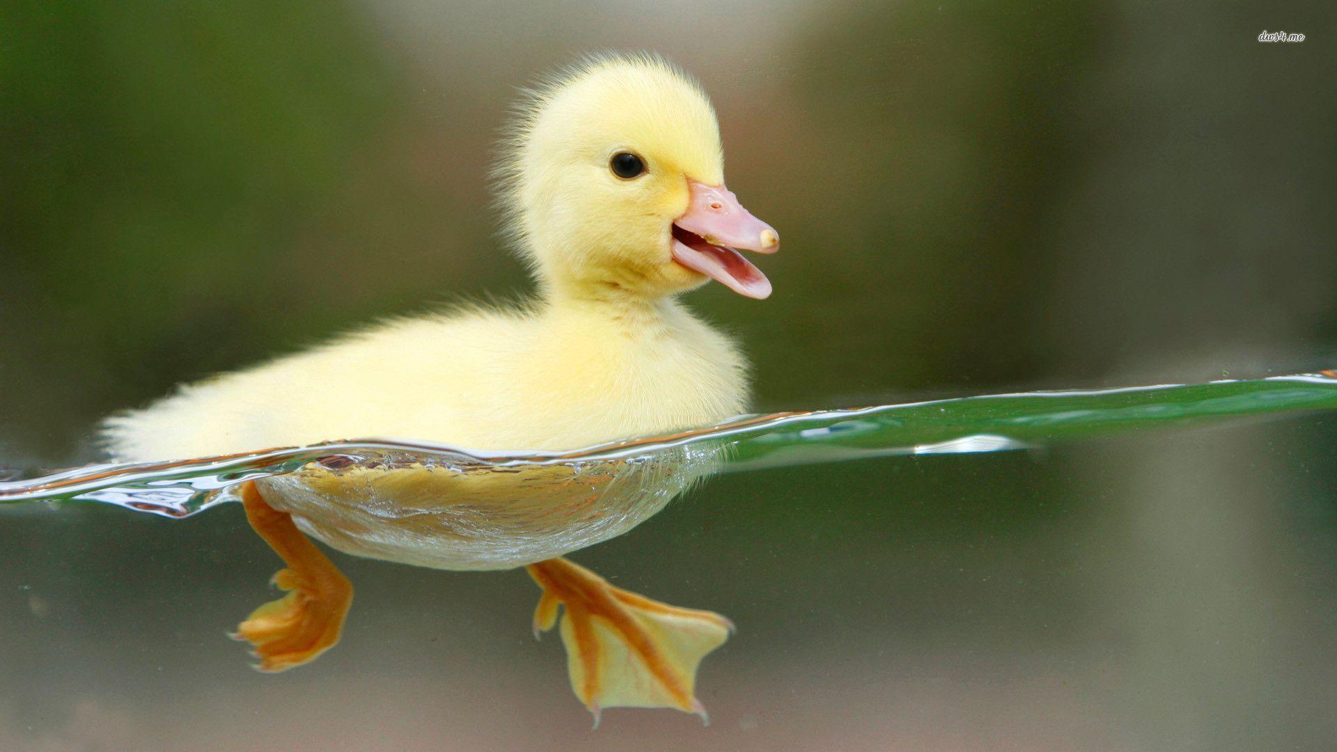Swimming duckling wallpapers