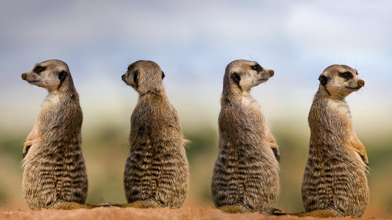 image For > Meerkats Wallpaper