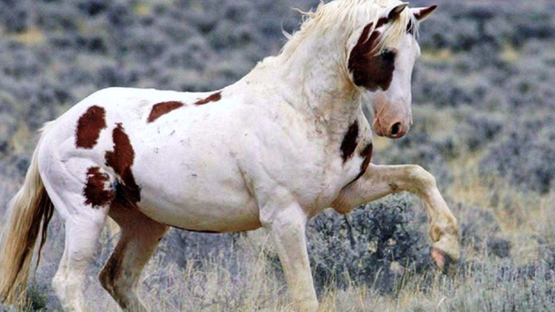 Wild Paint Horses Wallpaper