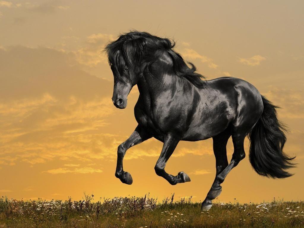 Running Horses Wallpaper Desktop Image & Picture