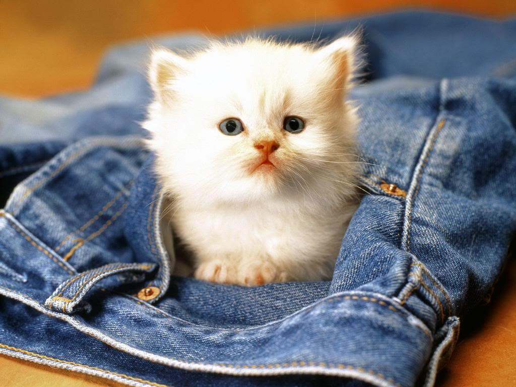 Pix For > Cute Baby Kitten Wallpaper