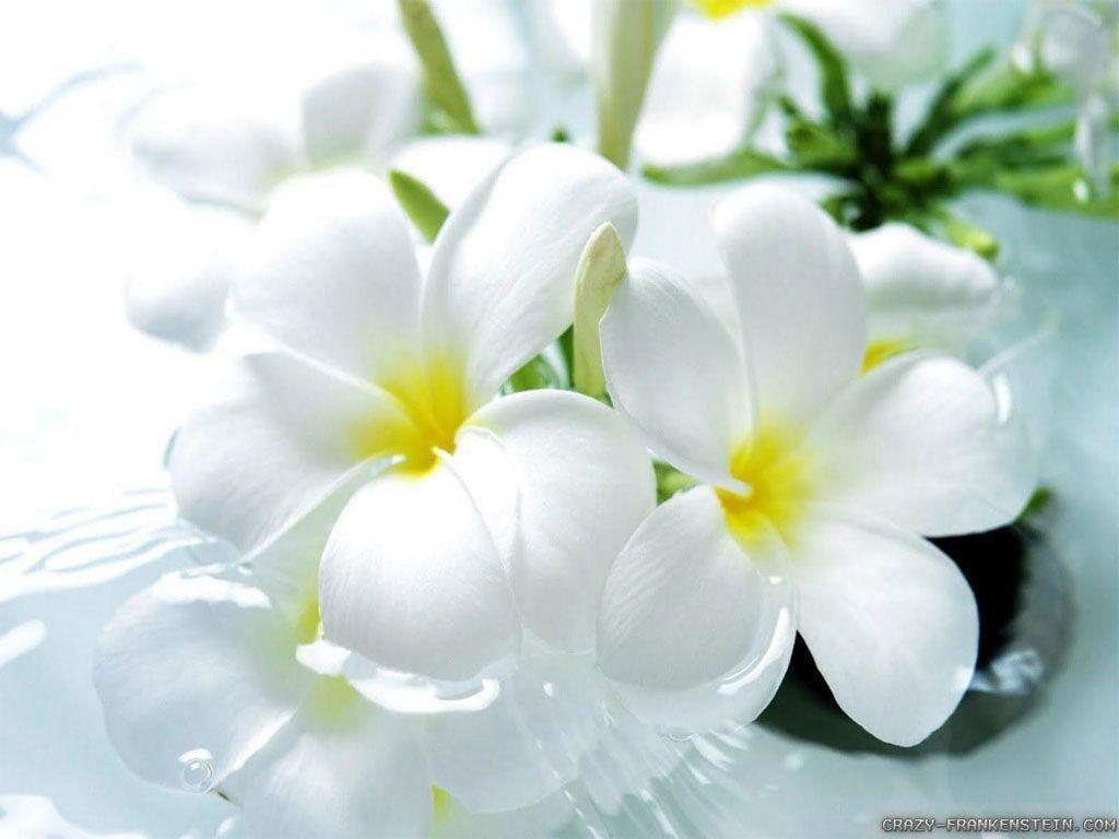 Wallpaper For > Beautiful White Flowers HD Wallpaper