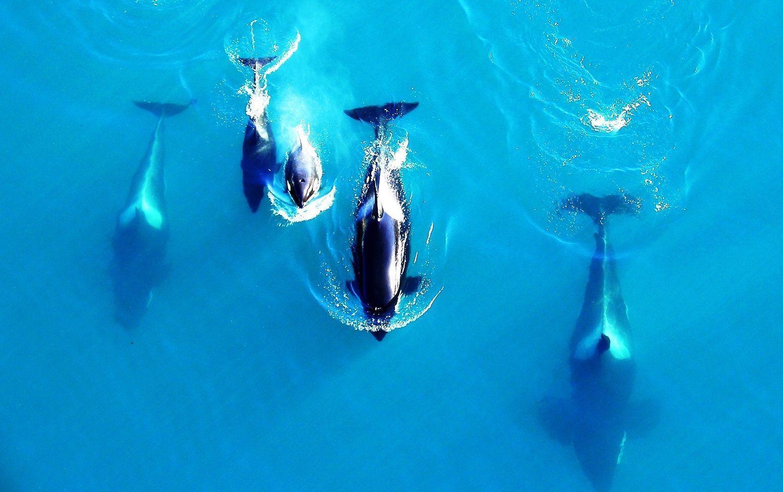 Killer whales free desktop background wallpaper image