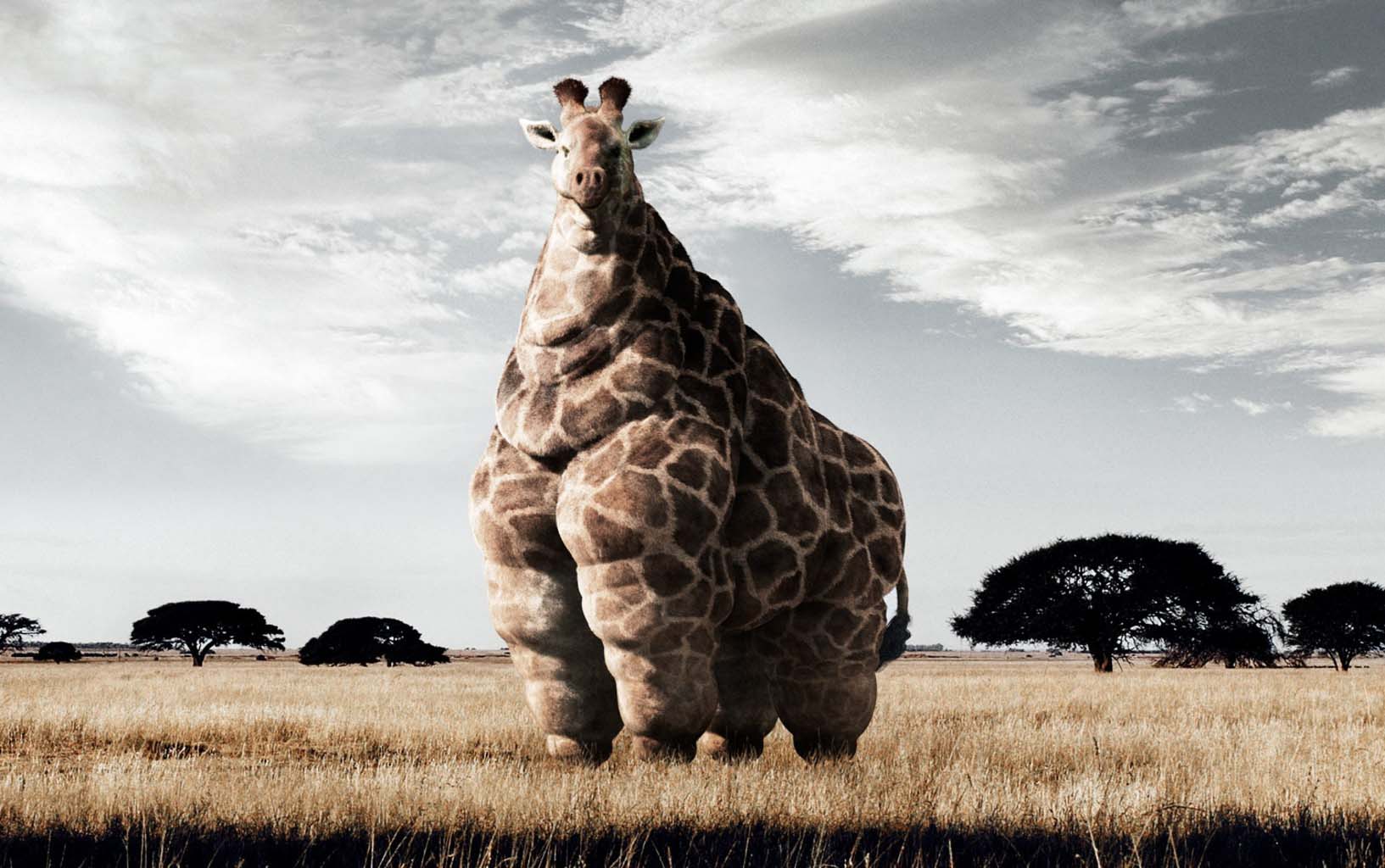 Fat Giraffe Wallpaper. Cool PC Wallpaper