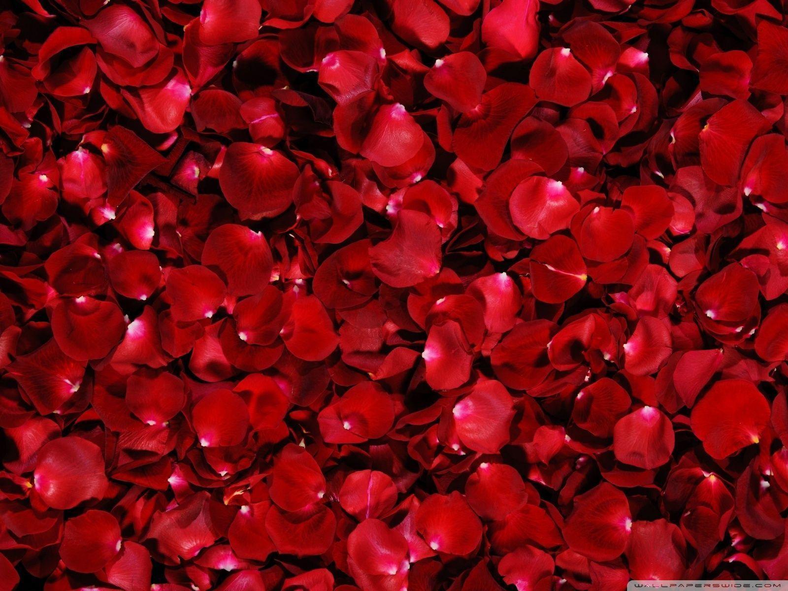 Wallpaper For > Red Rose Wallpaper For Desktop
