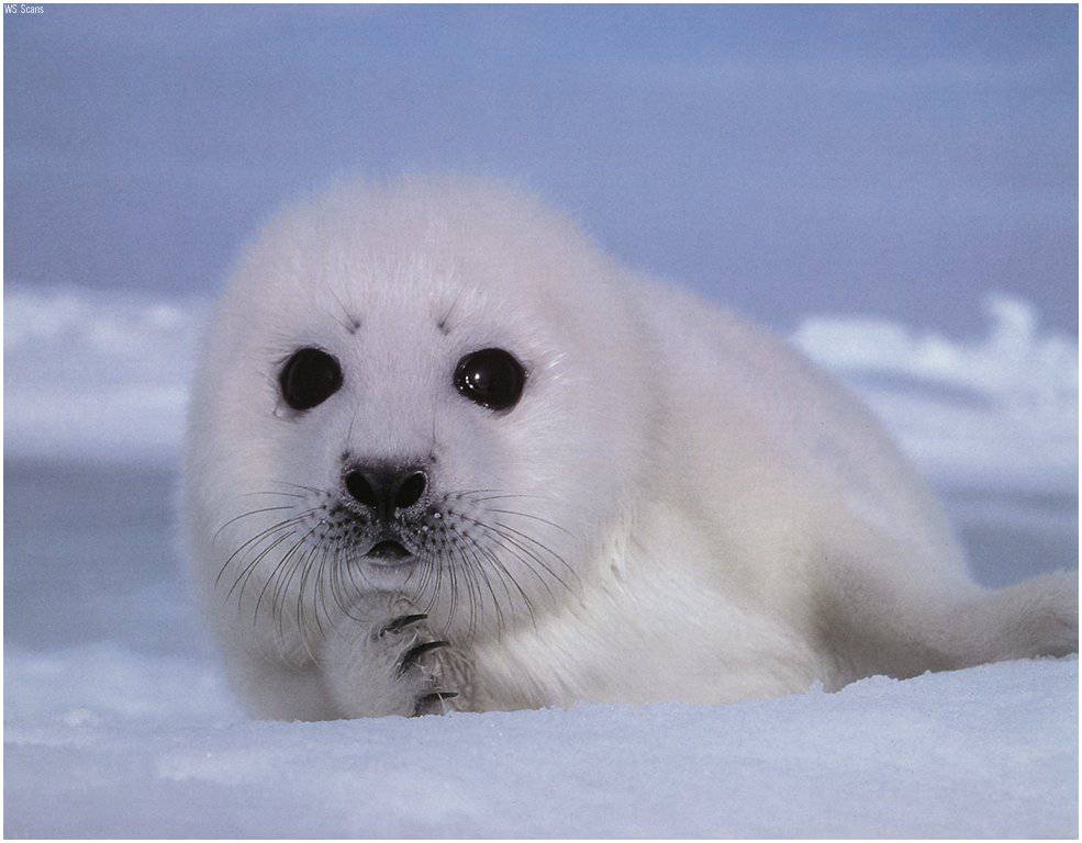 Seal Hd Wallpaper For Mobile