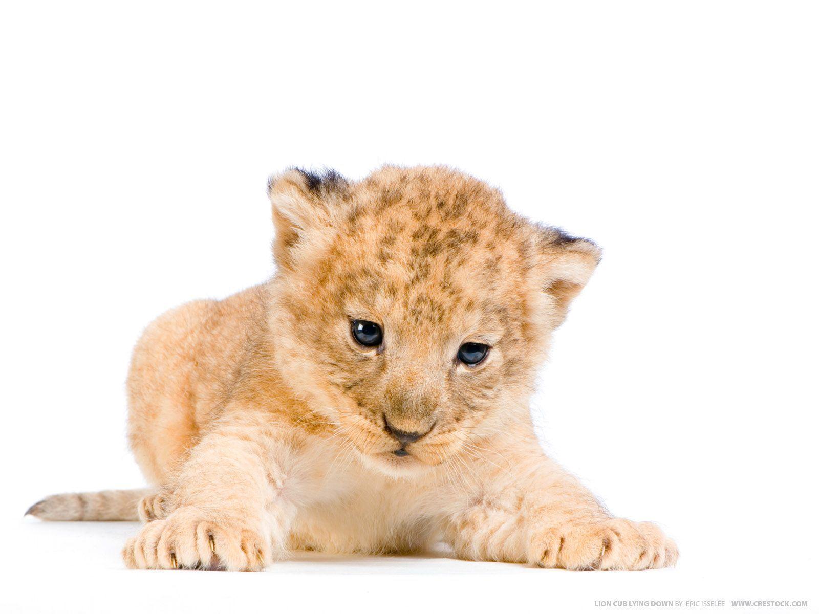 image For > Baby Lion White Background