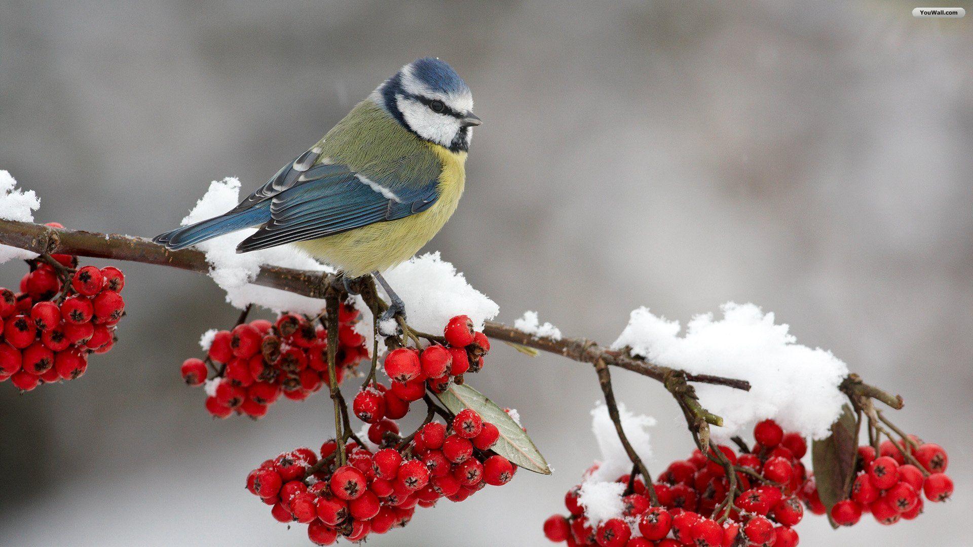 Winter Birds Desktop Wallpaper. Winter Bird Photo