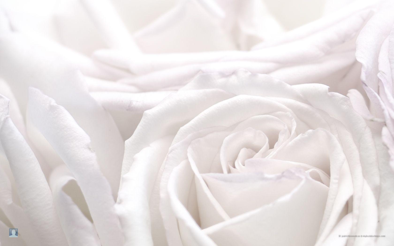 White Roses Wallpapers 8012 HD Wallpapers