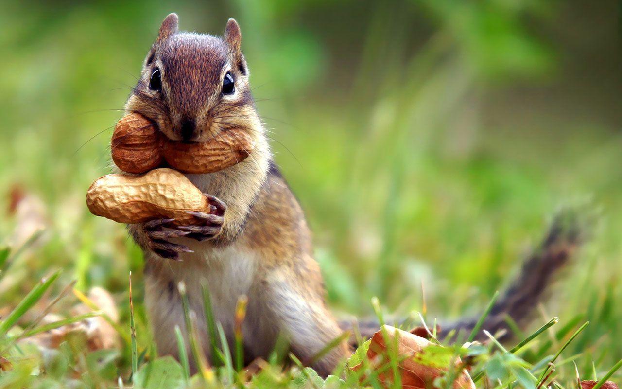 Animal World HD Wallpaper Wallpaper Inn