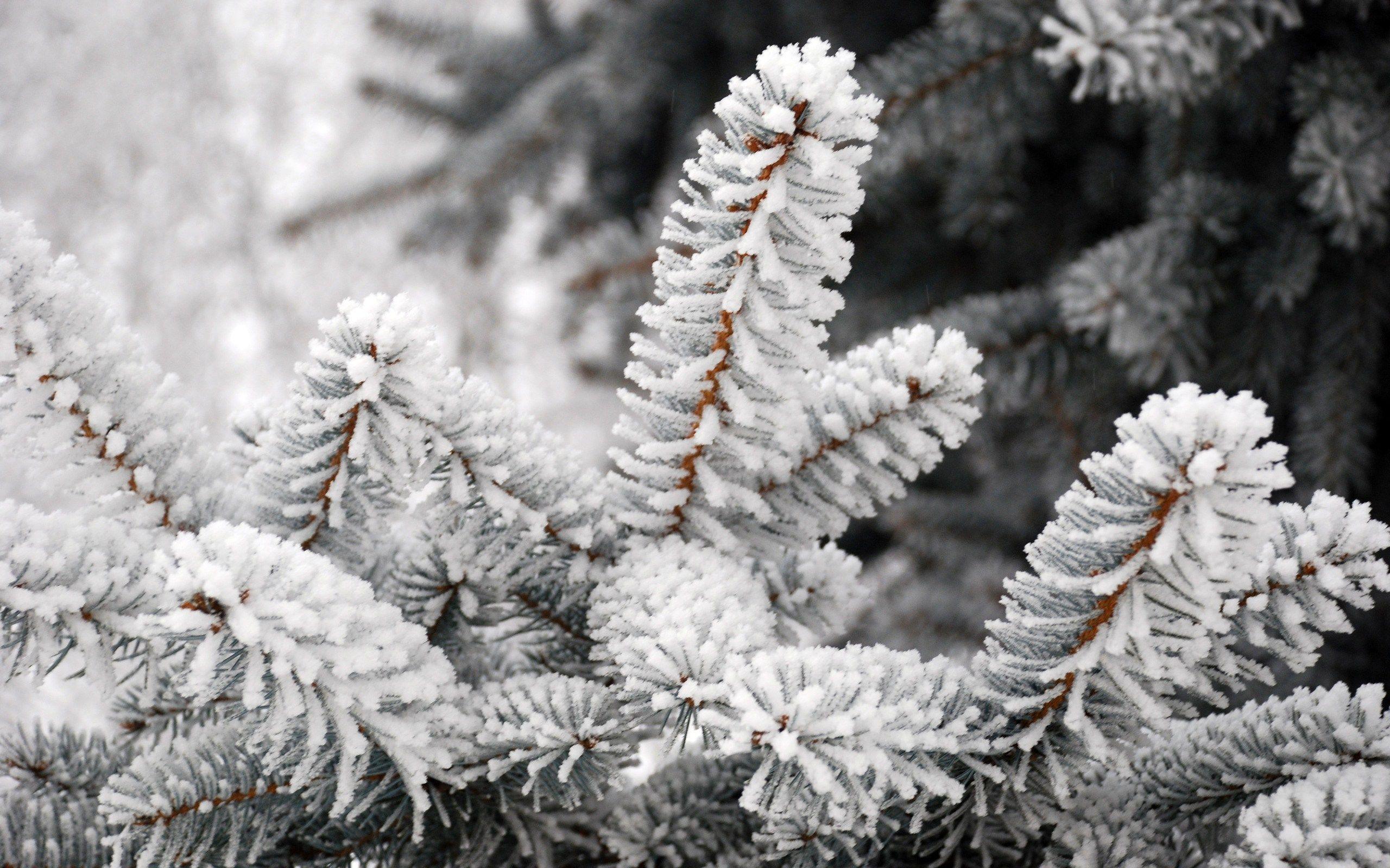 Winter Snow Tree Frost Nature HD Wallpaper