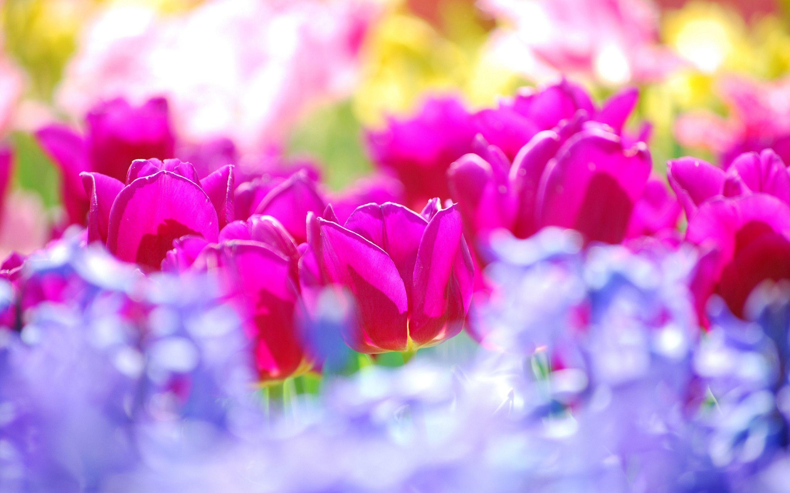 Summer Flowers Background Hq Cool 14 HD Wallpaper. Hdimges
