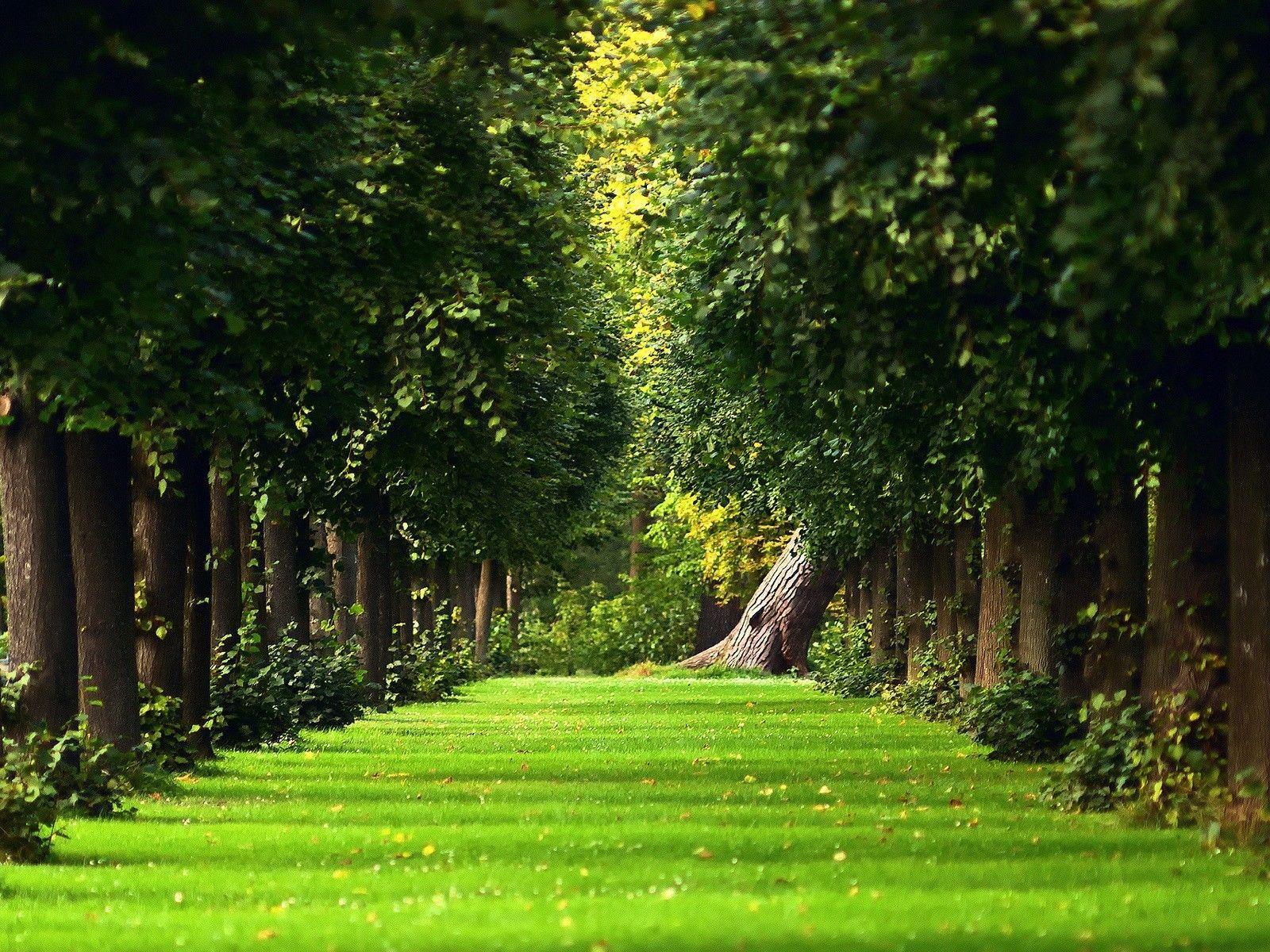 Download Beautiful Green Garden Wallpaper. Full HD Wallpaper