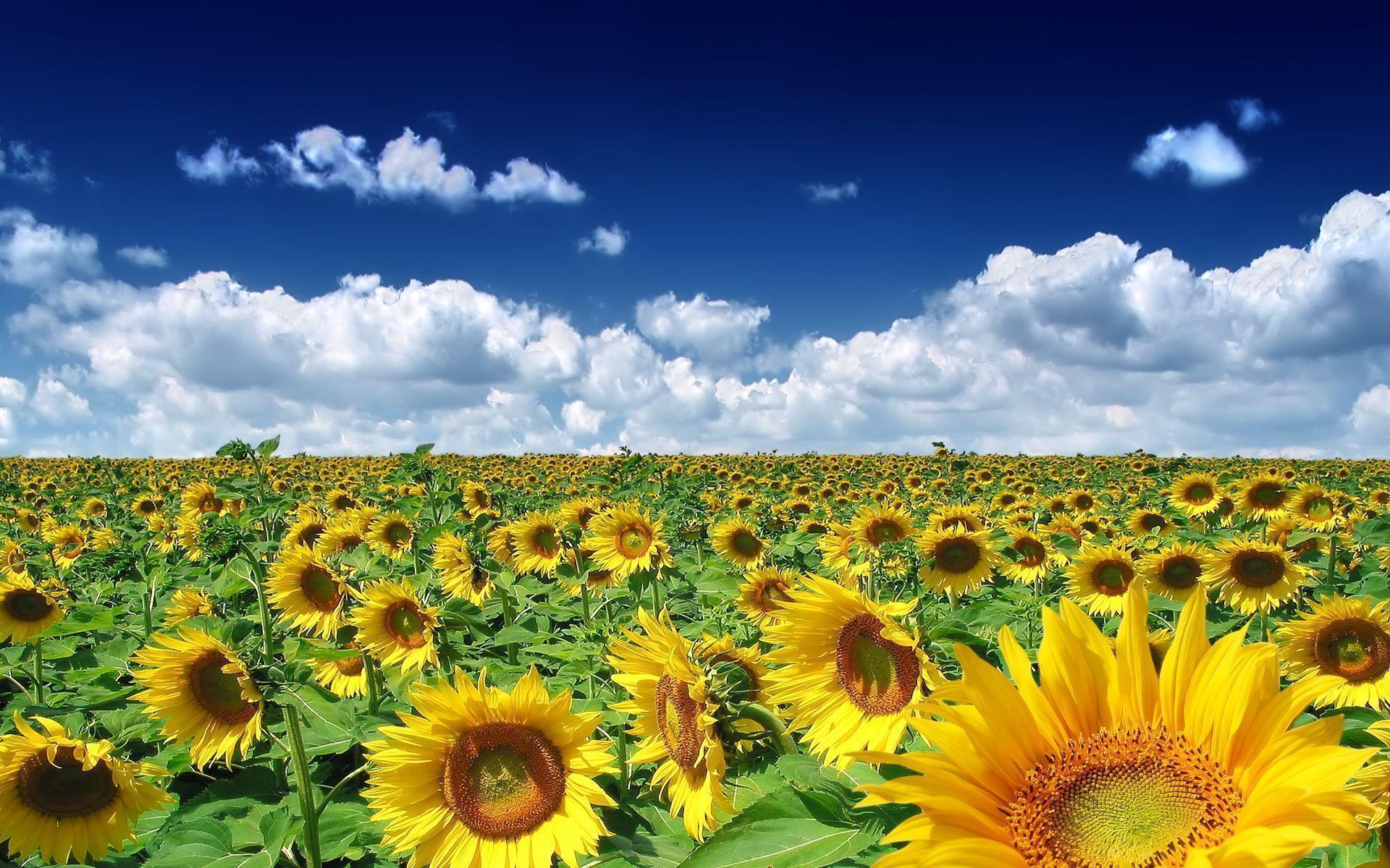 Flowers For > Field Of Sunflowers Wallpaper