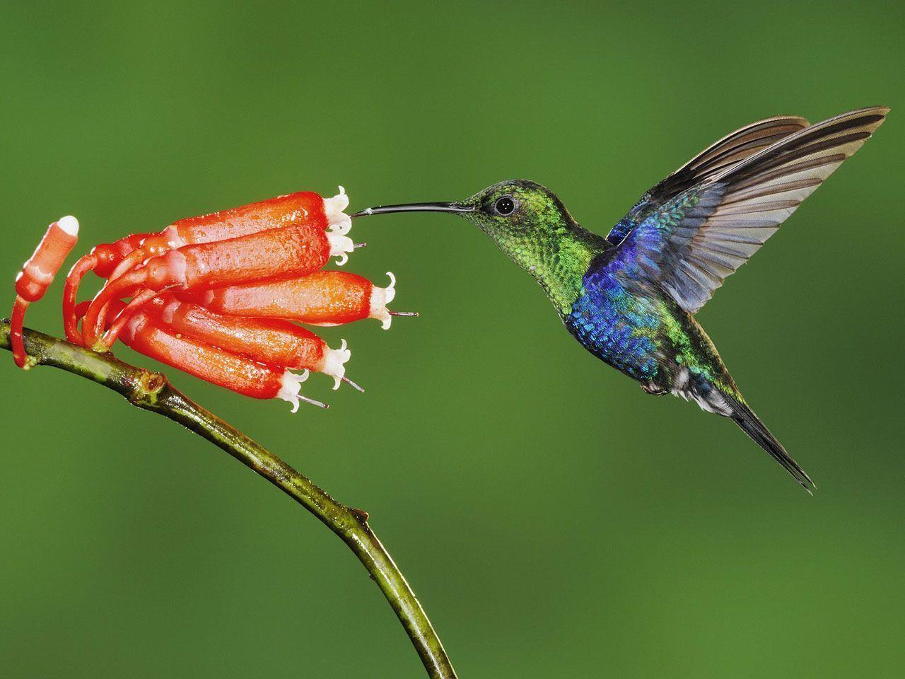 Hummingbirds HD Wallpaper