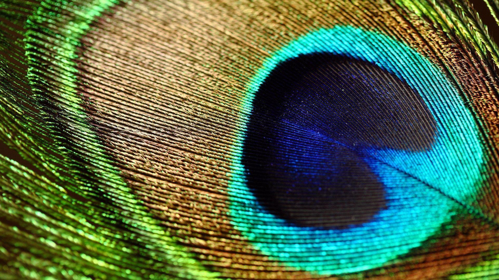 Wallpaper For > Purple Peacock Feather Wallpaper