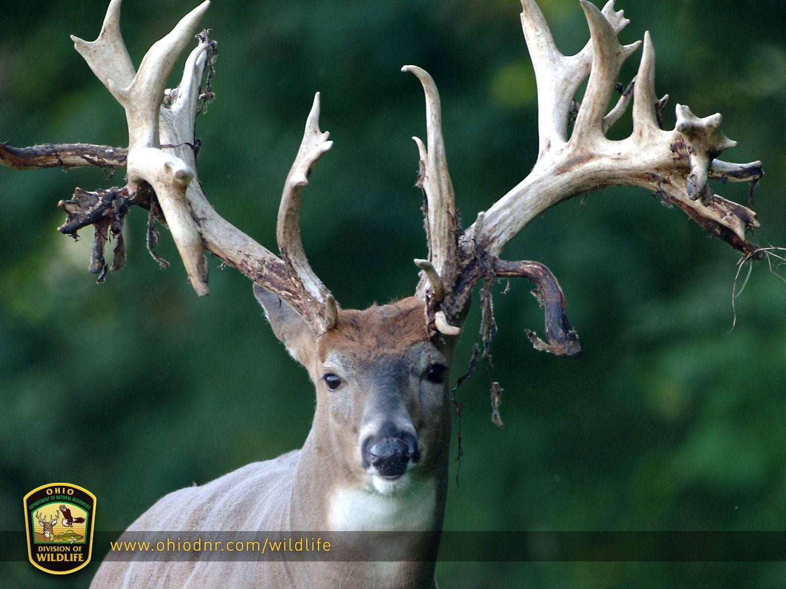 deer desktop wallpaper