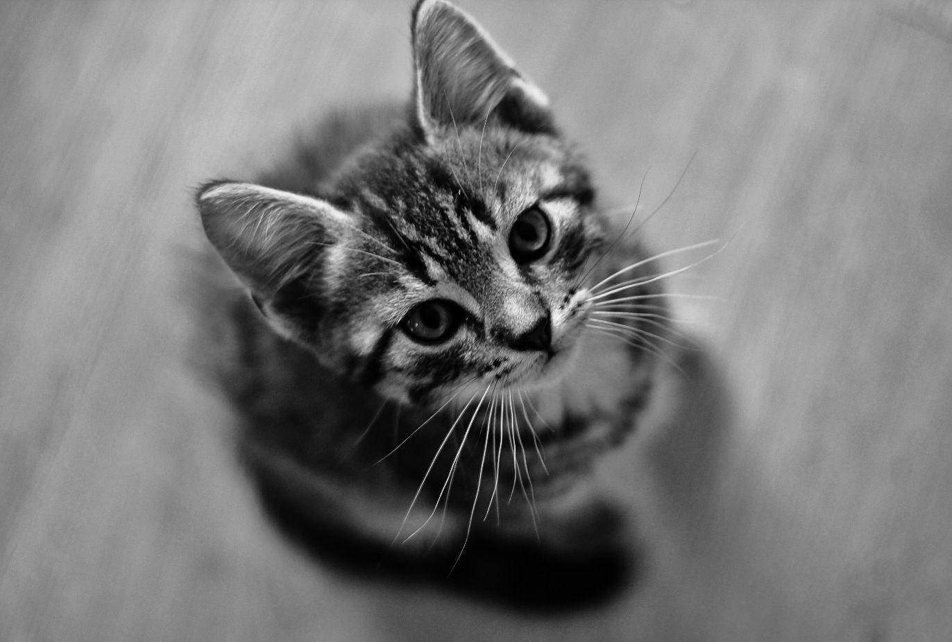  Black  And White  Cat  Wallpapers  Wallpaper  Cave