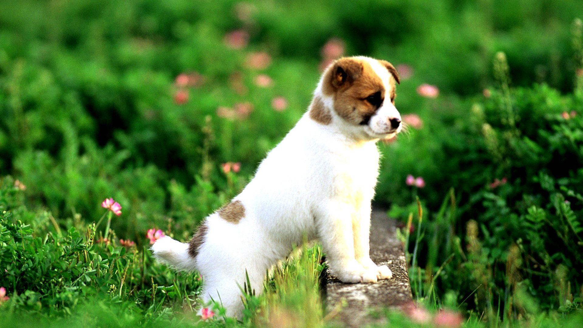 Maltese Puppy Animals (id: 195271). WallPho