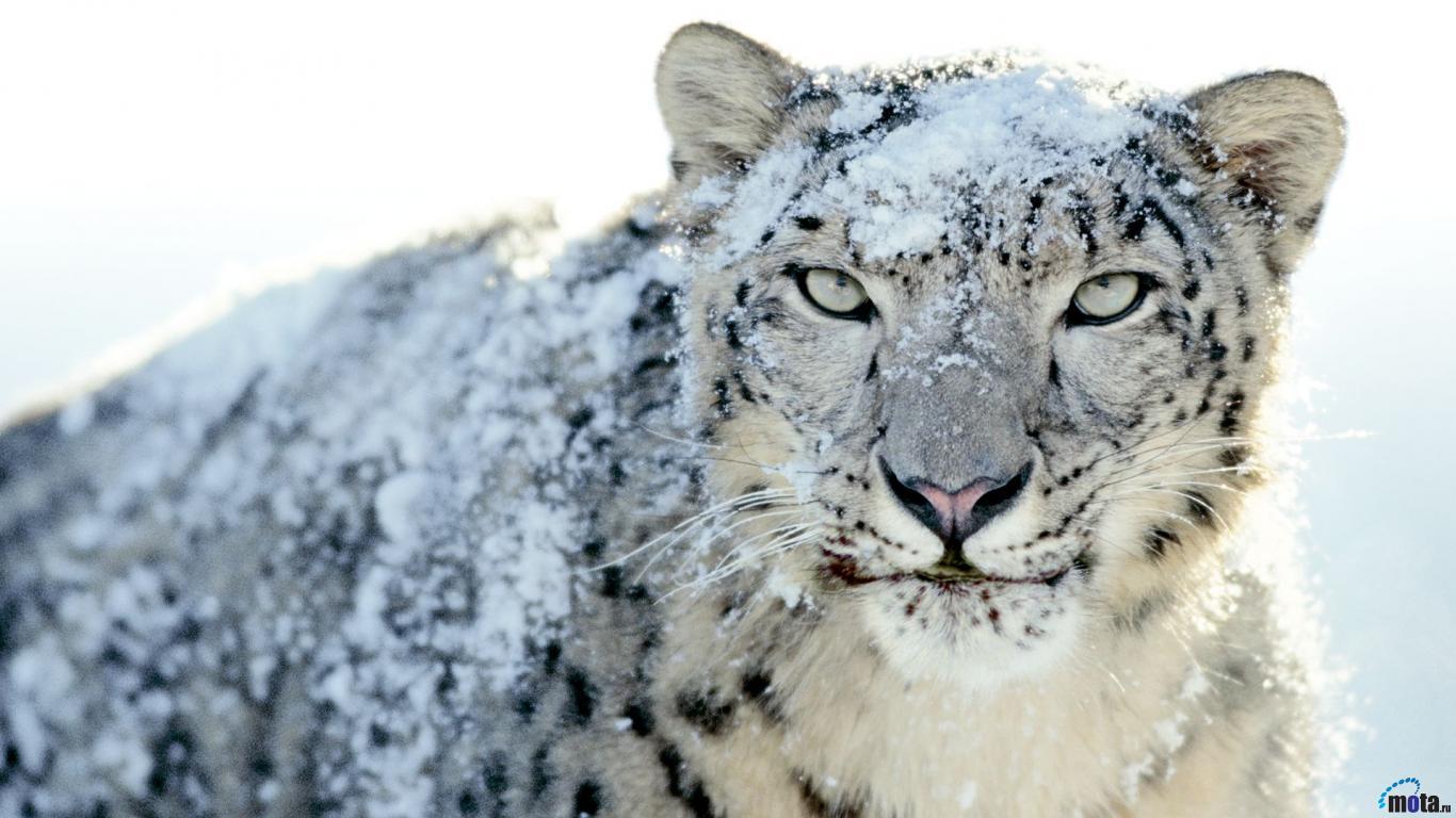 Wallpaper For > Baby Snow Leopard With Blue Eyes Wallpaper
