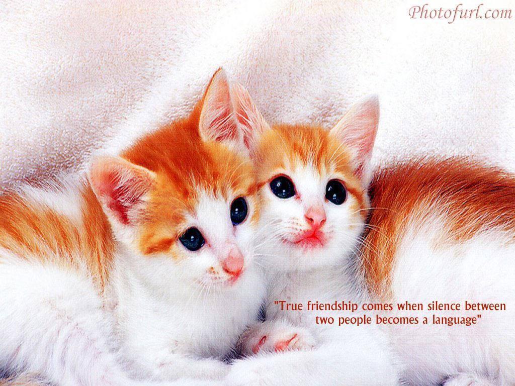 Two Cute Cat Wallpaper And Friendship Quotes I Wallpaper