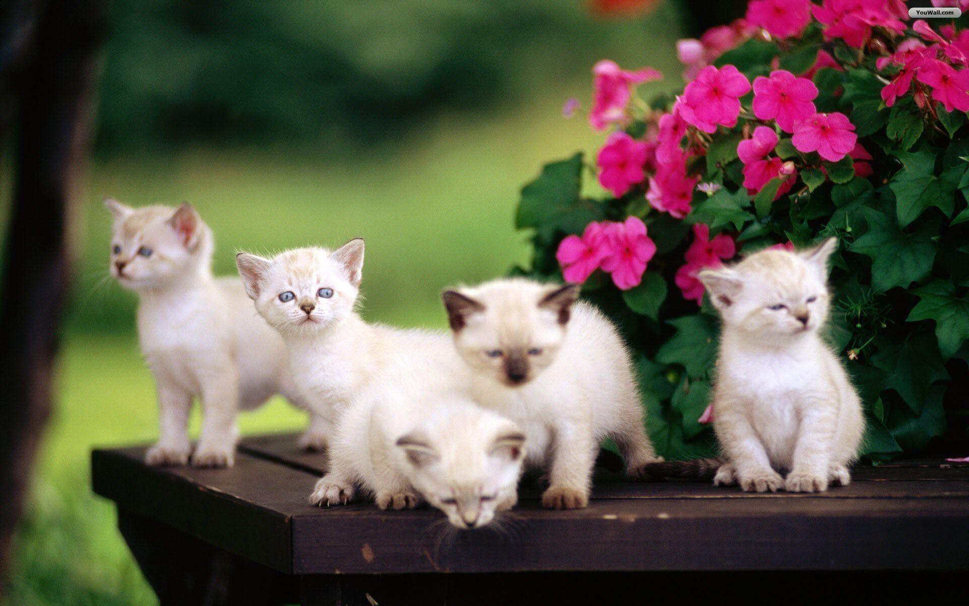 Wallpaper For > Cute Kittens Wallpaper