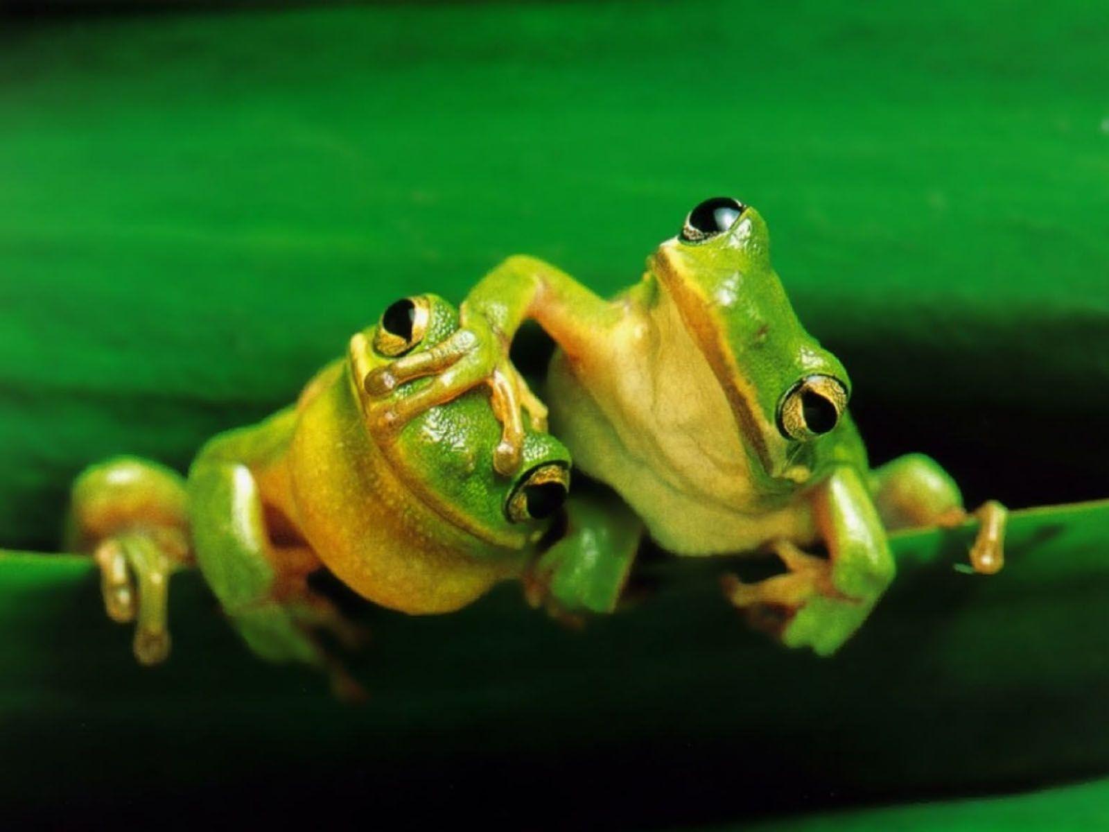 Funny Frogs Wallpaper