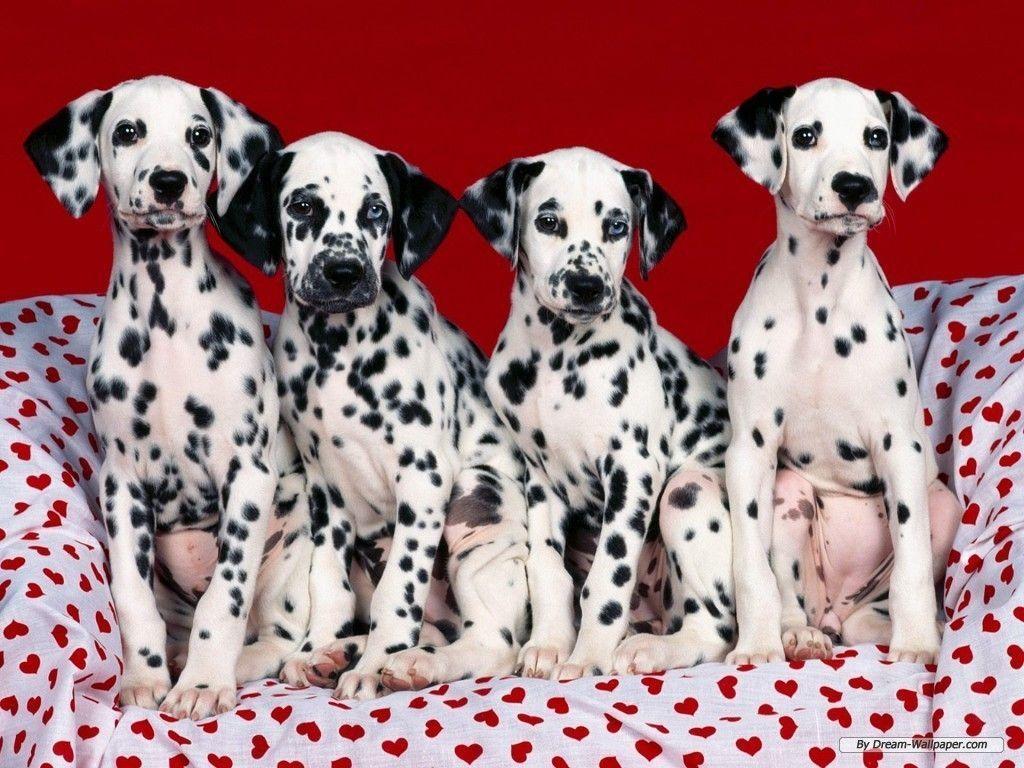 Dalmatian Dog Family Photo. Dogs Wallpaper Background