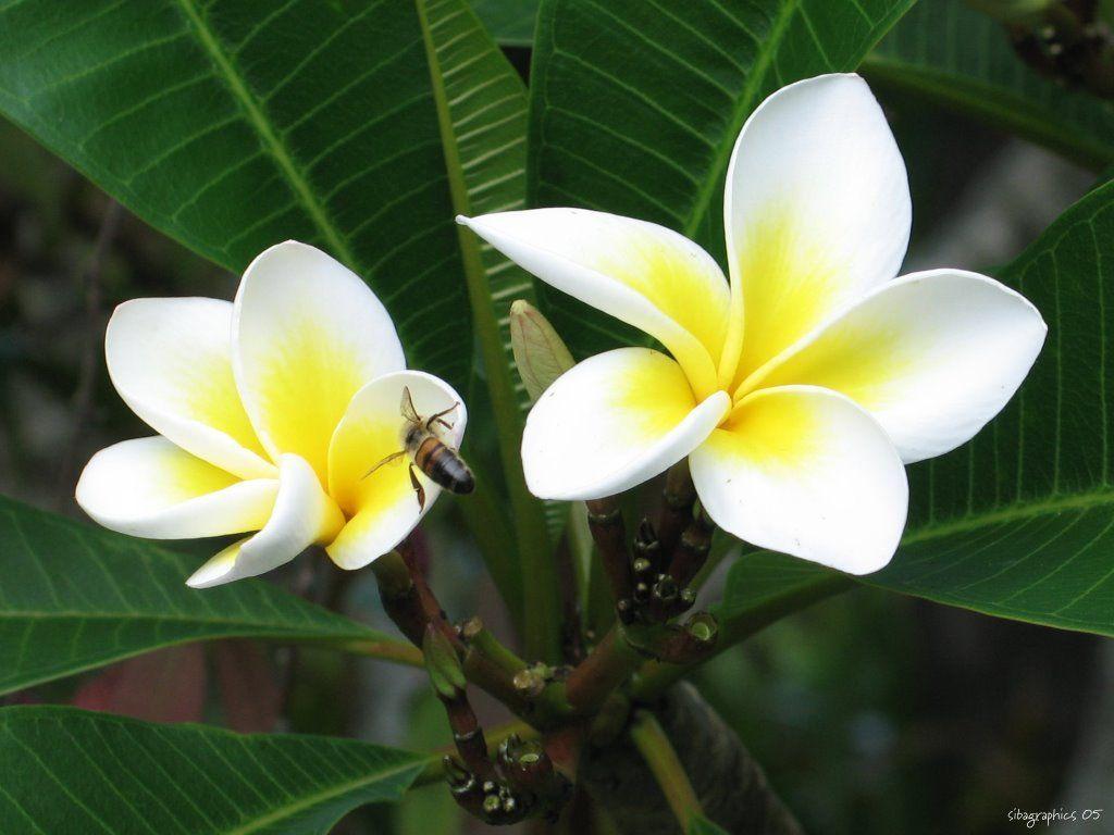 Sibagraphics Wallpaper for your Desk