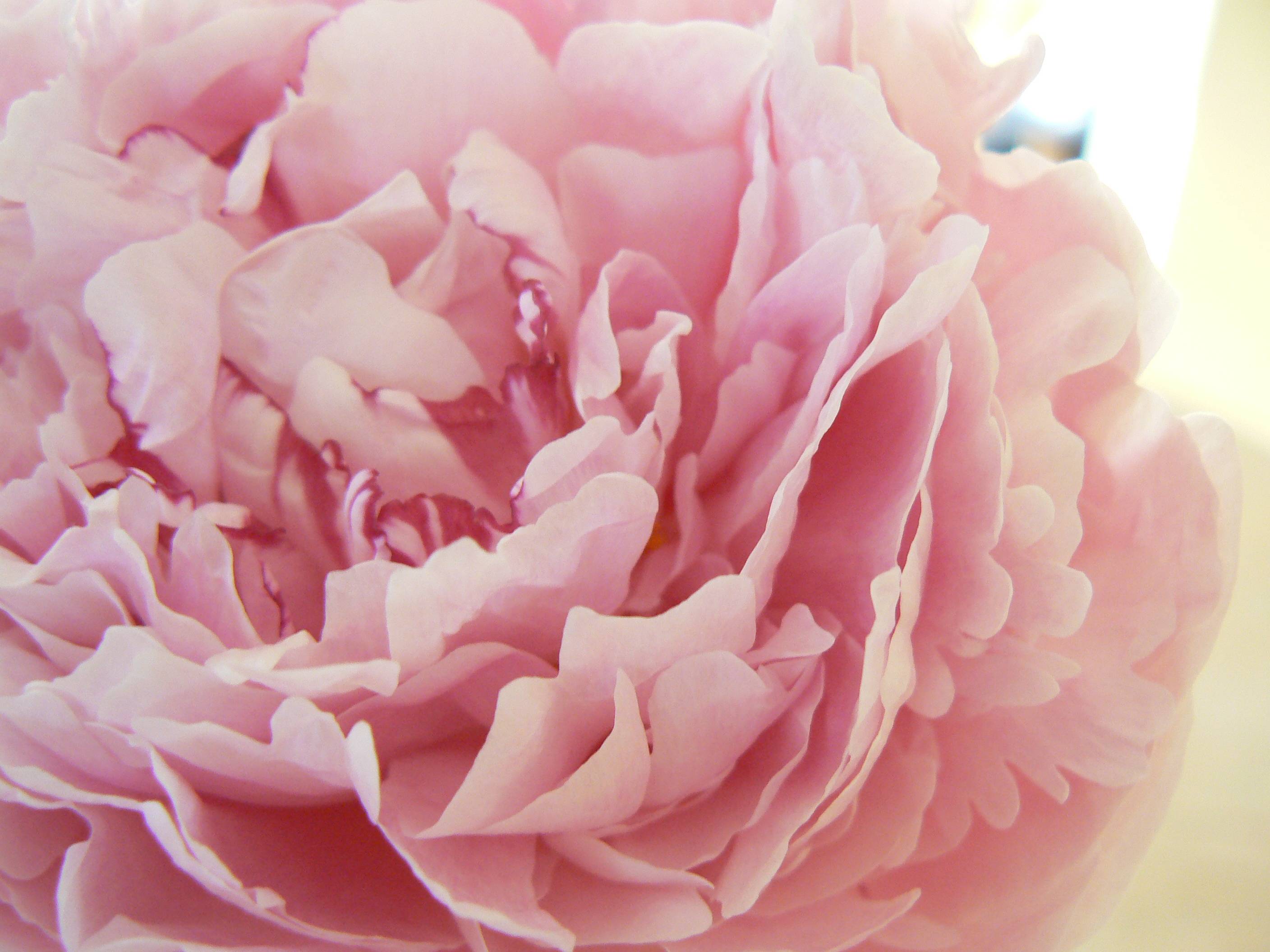 Peony Wallpapers - Wallpaper Cave