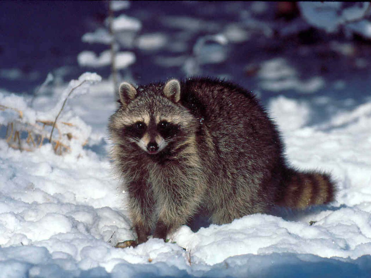 raccoon desktop animal wallpaper