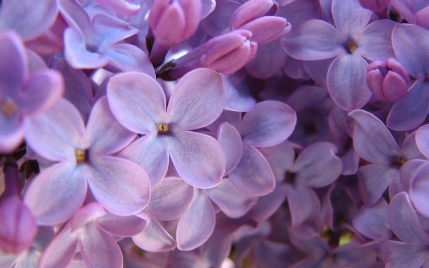 Lilac Purple House Flowers Content desktop wallpaper 800x600