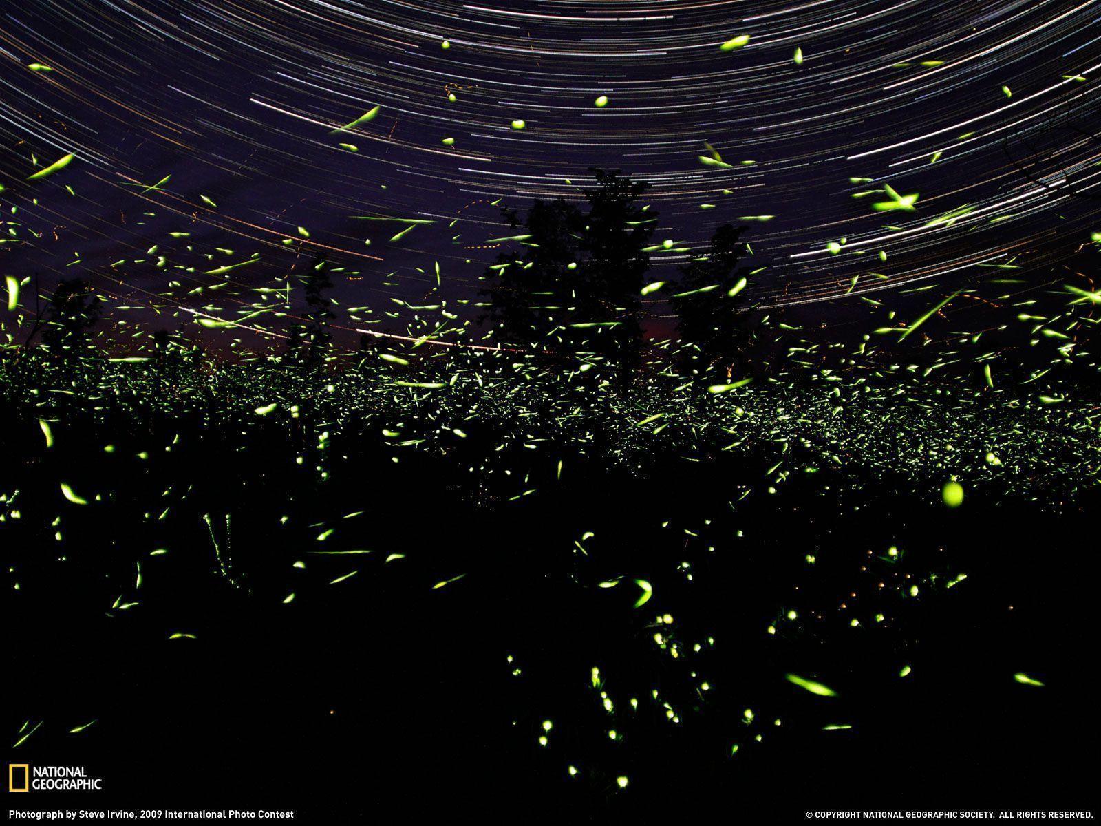 Fireflies, Ontario Photo, Animals Wallpaper